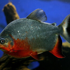 Wholesale Red Belly Pacu Supplier